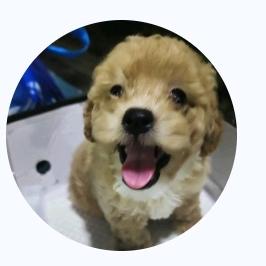 驴可乐是只泰迪熊