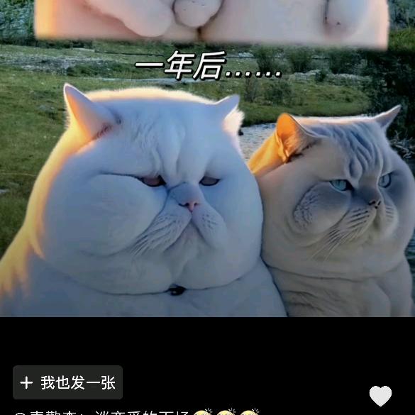 米袋子