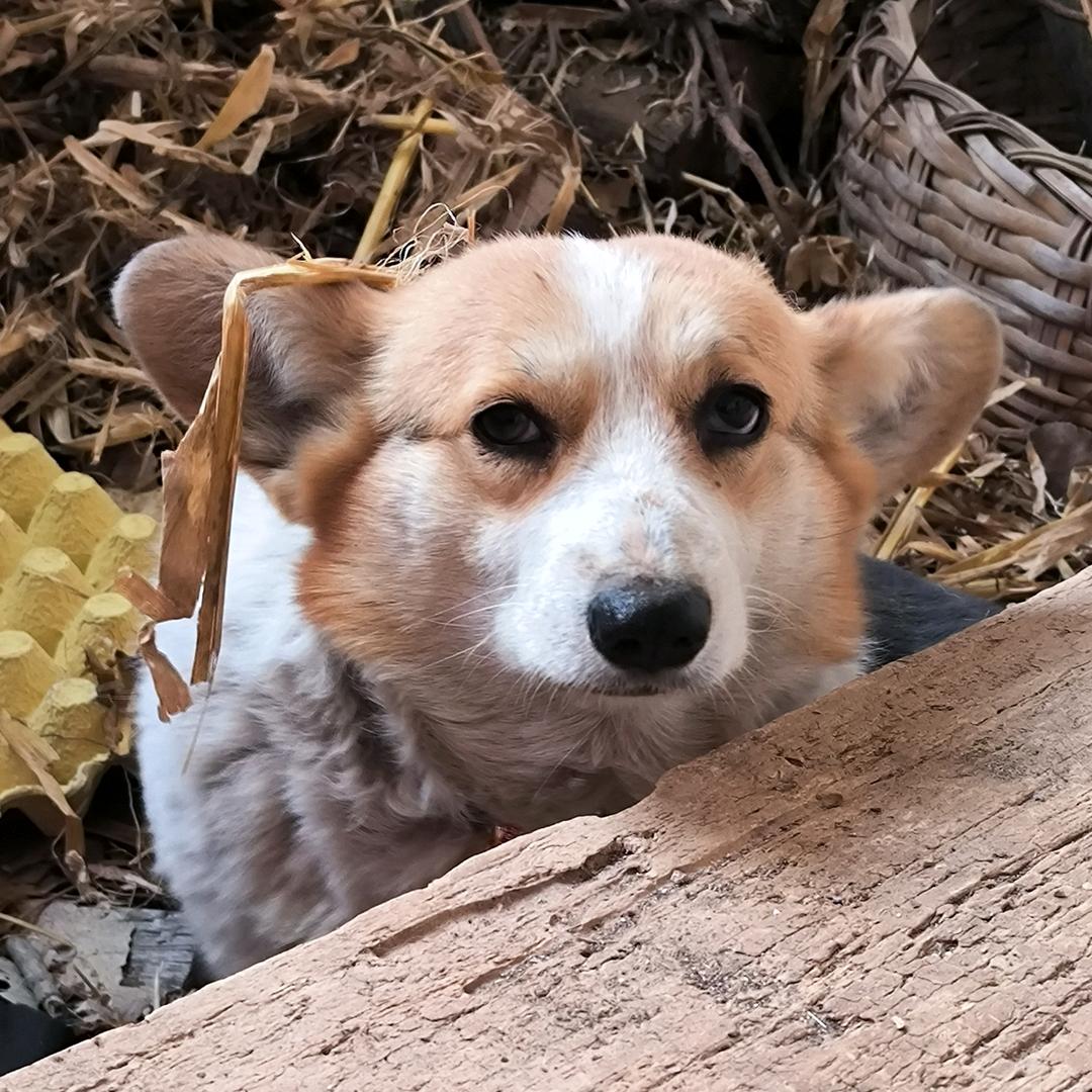 汤圆最可爱♥