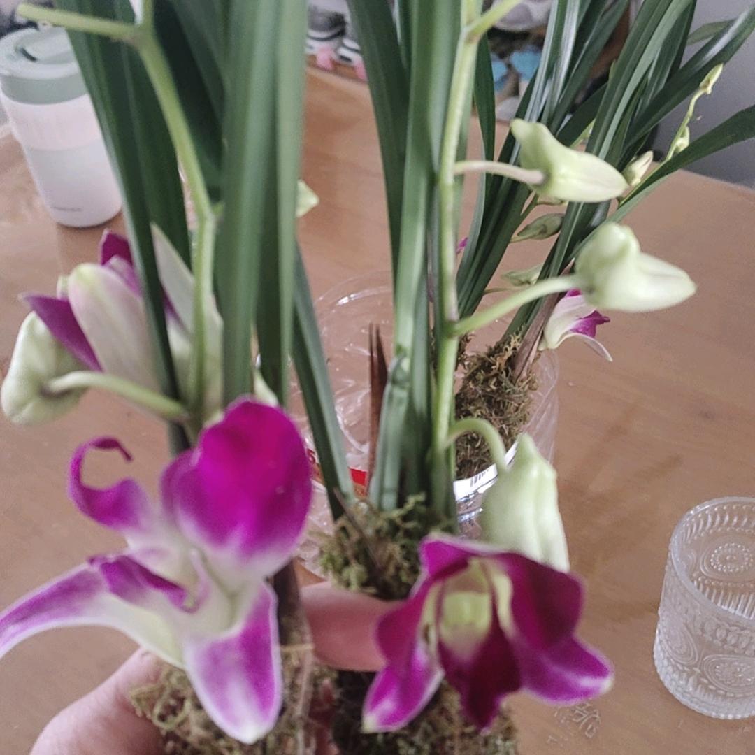 蓝天下的流星雨