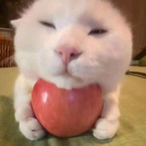 亚比囧囧囧