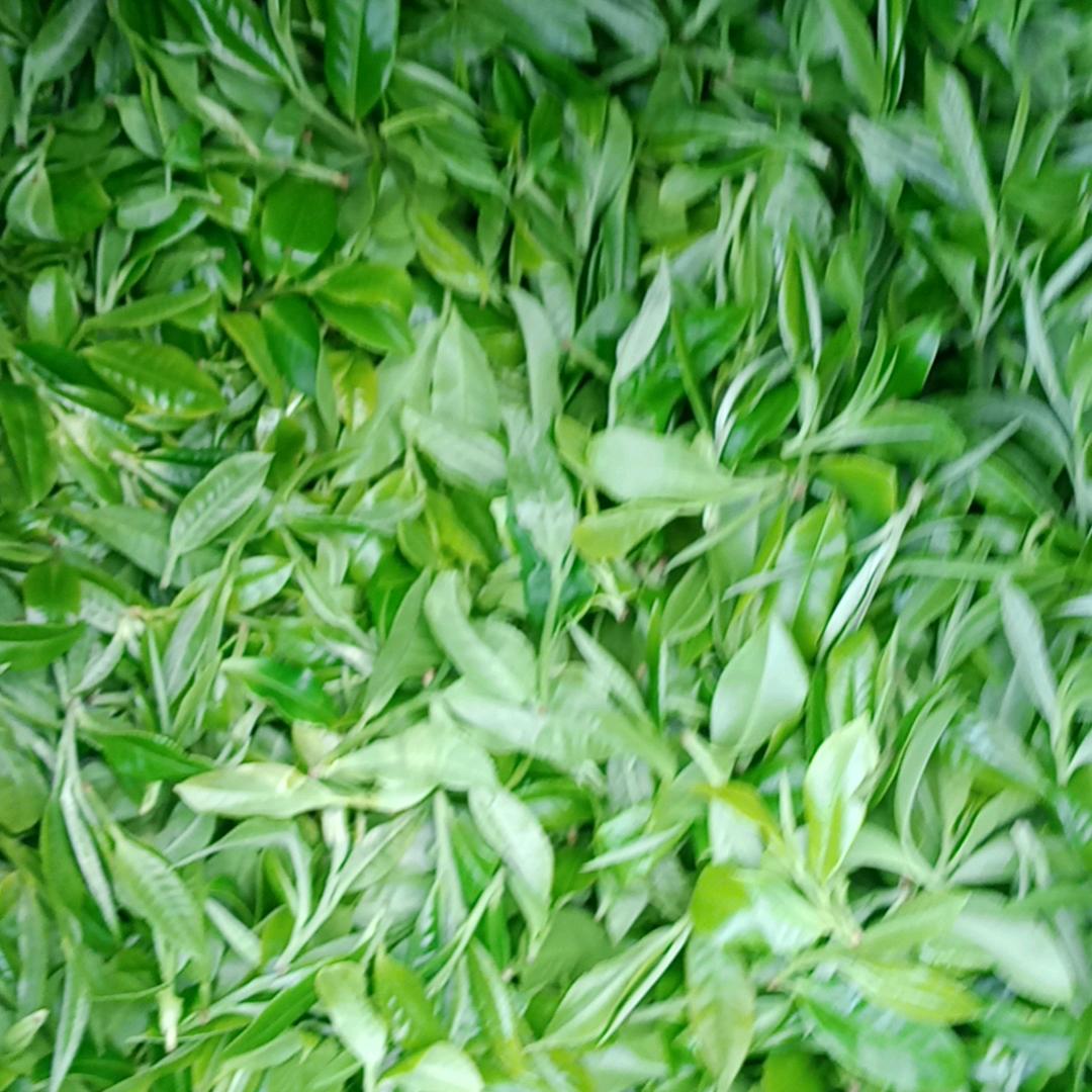 曼松贡茶王子山