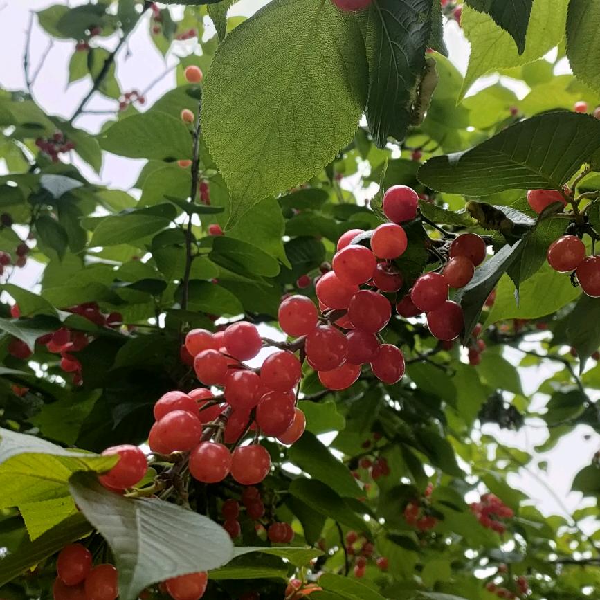 南阳方城樱桃沟 官方号