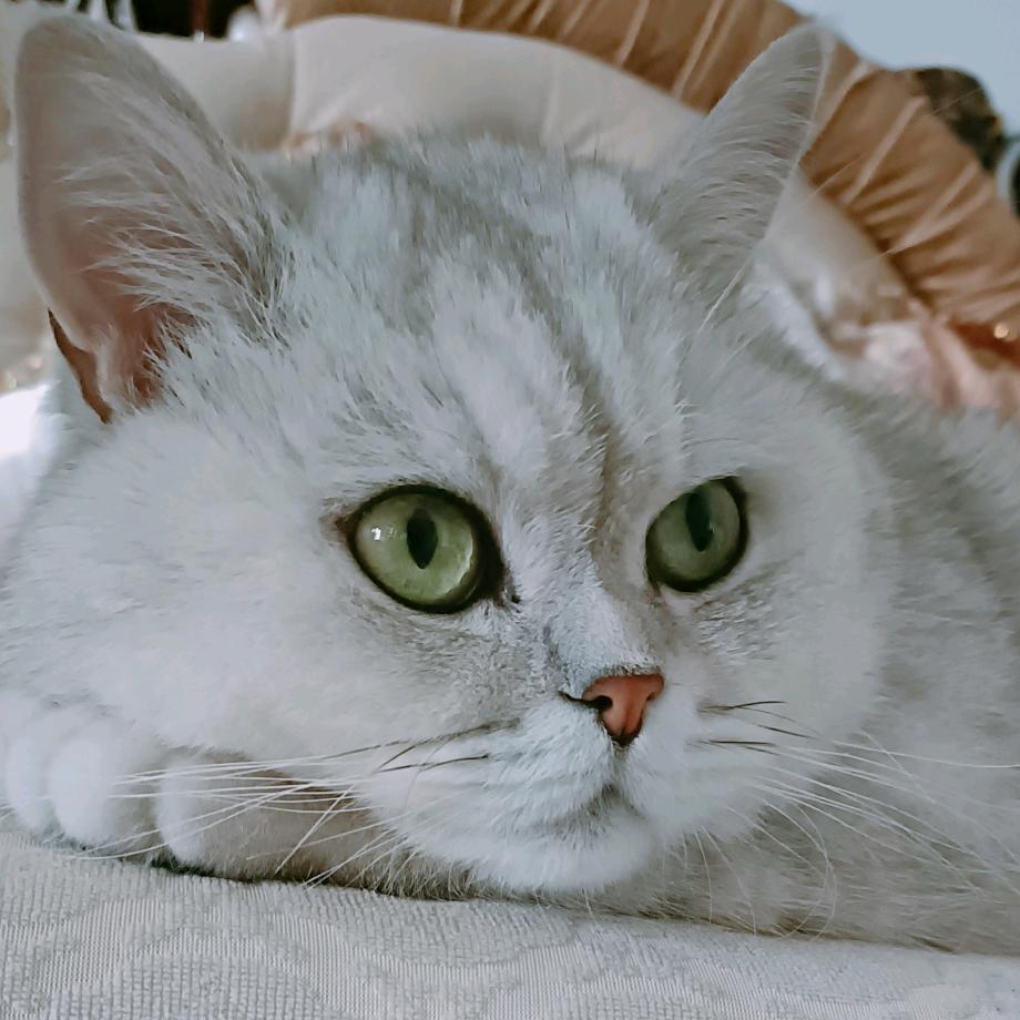 团子团子大团子