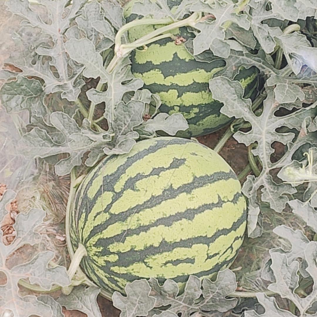 安宁西瓜种植园