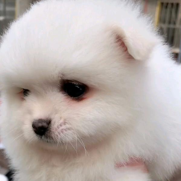 小猪太胖