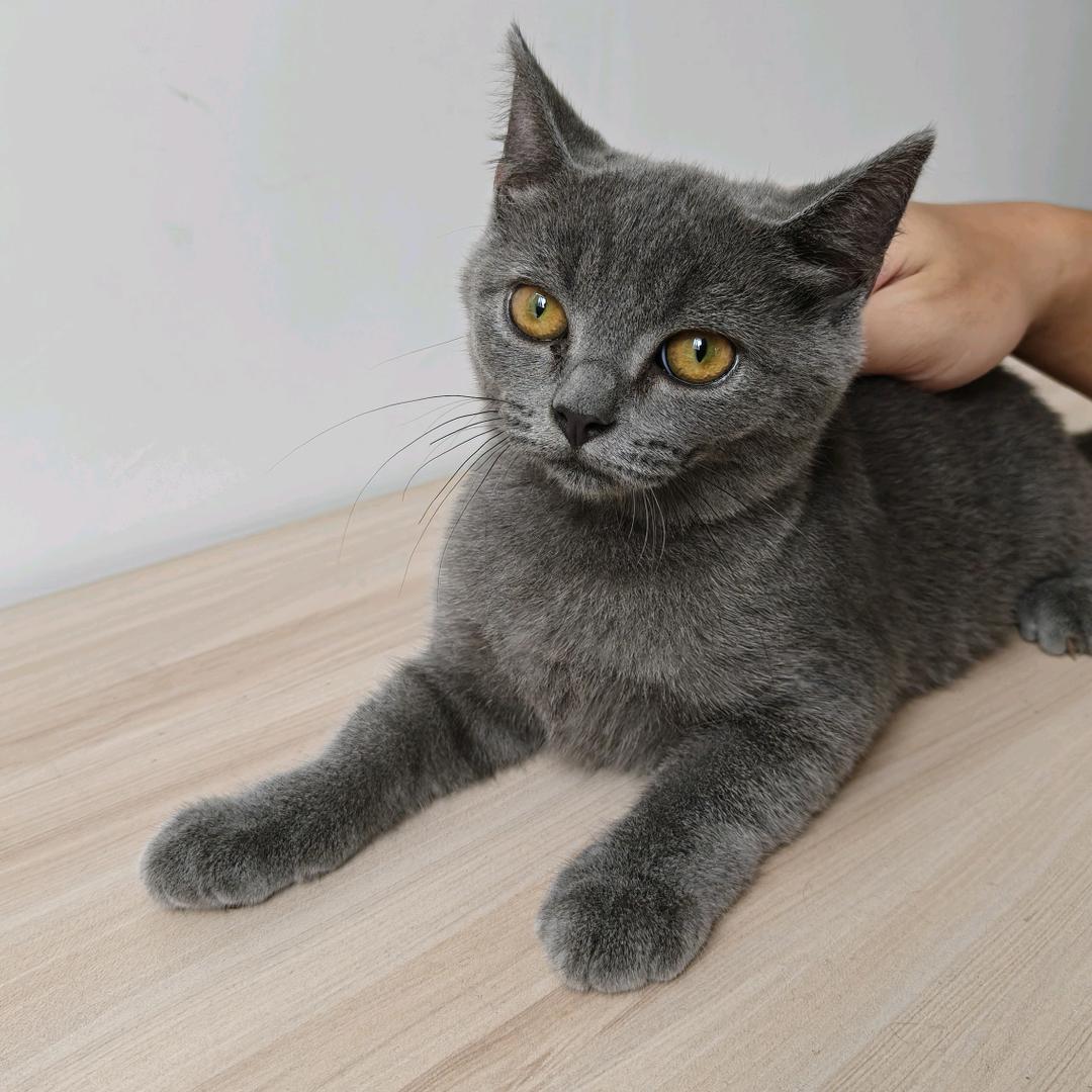 给鱼丸打工的工作室