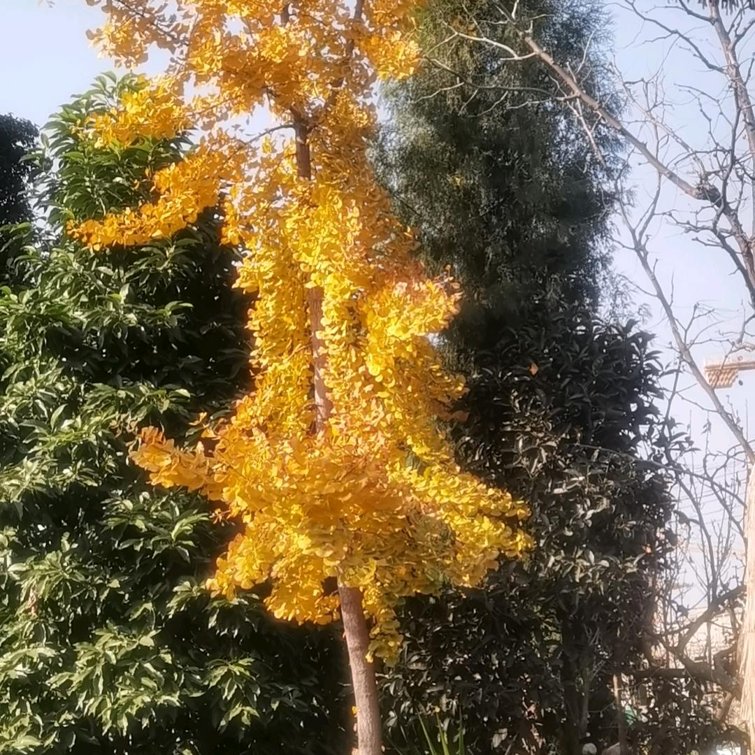 广汉