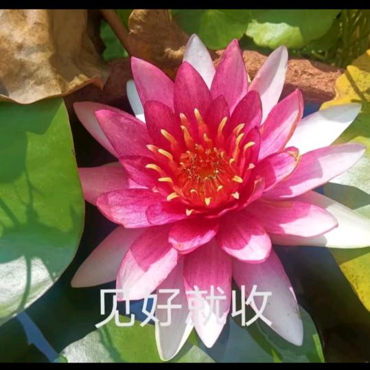 玫瑰花