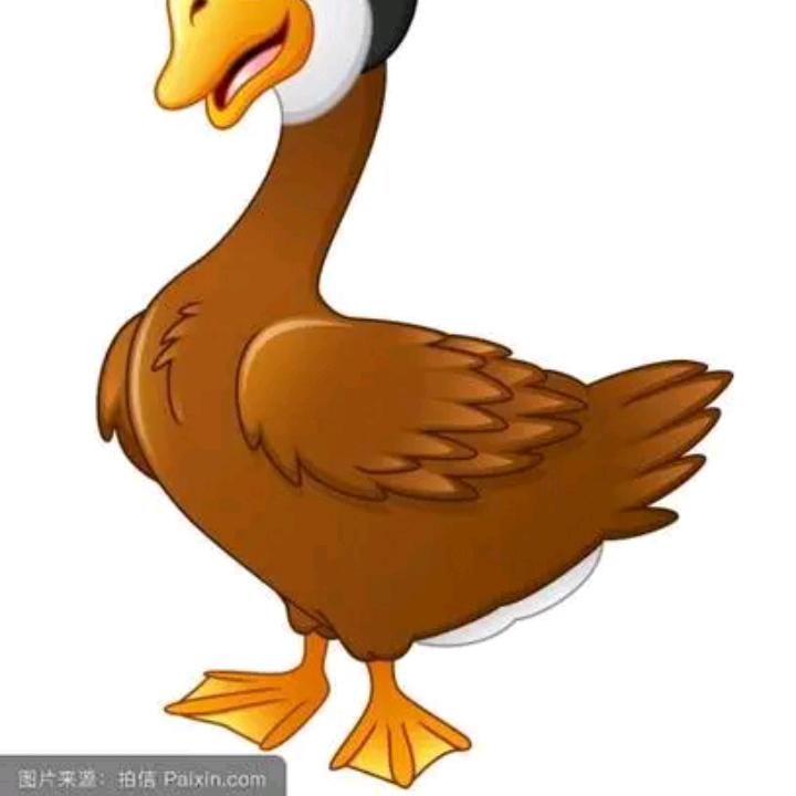 乱跑大佰