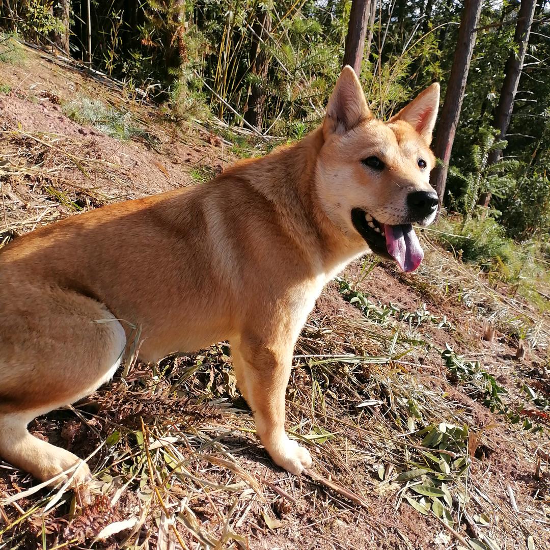 中华田园犬、大黄