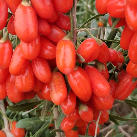 朱姐(省级乡村振兴致富带头人)