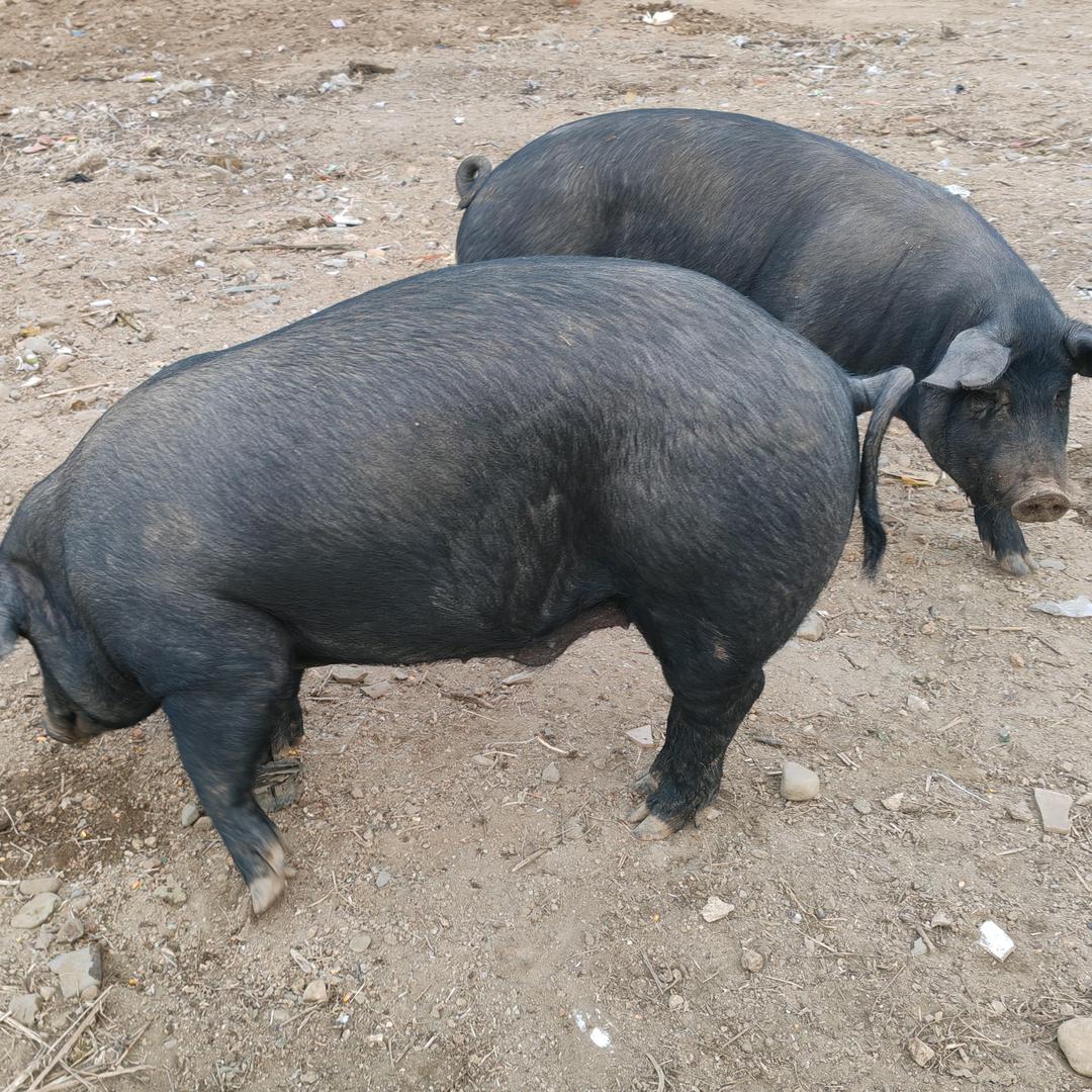 龙泽东北黑土猪