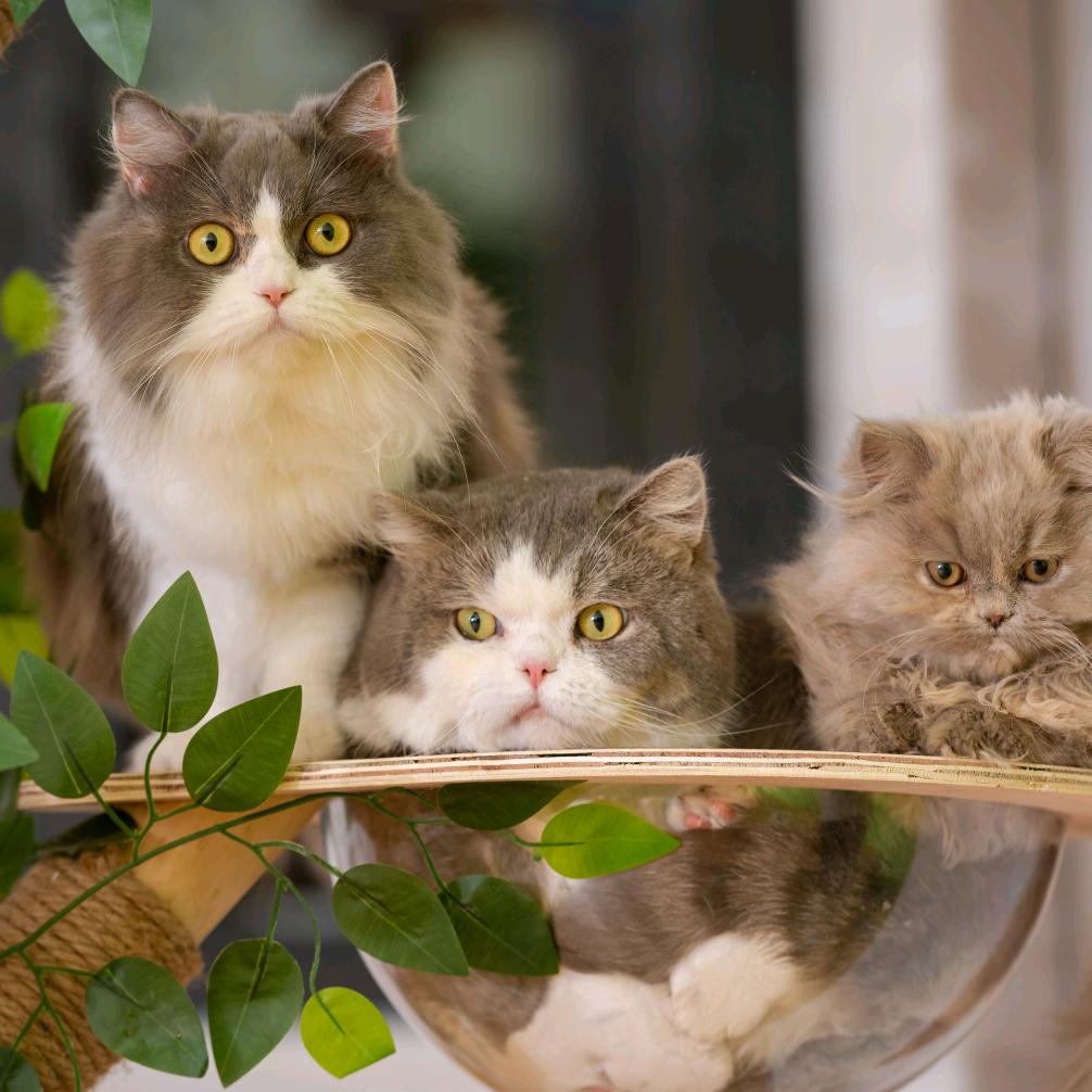 亲亲撸猫吧官方号