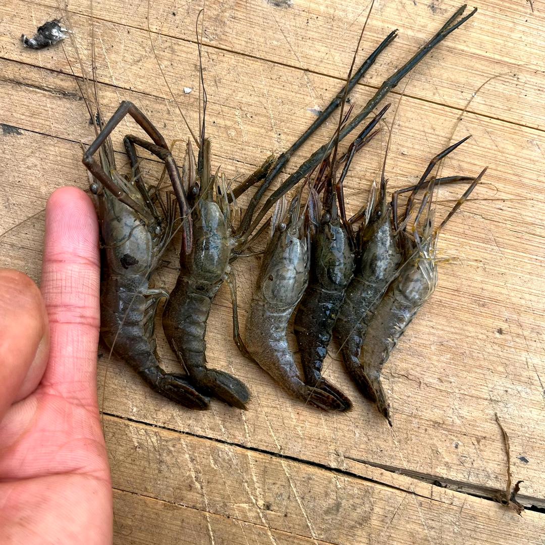 抓虾抓甲鱼