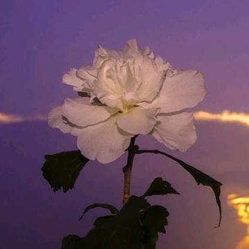 一朵花开的时间🌸