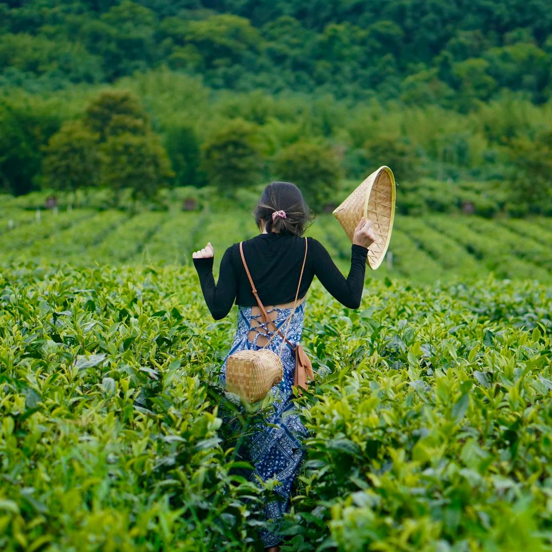 茗香领路人