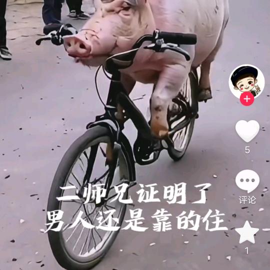 老猪要潇洒🐷