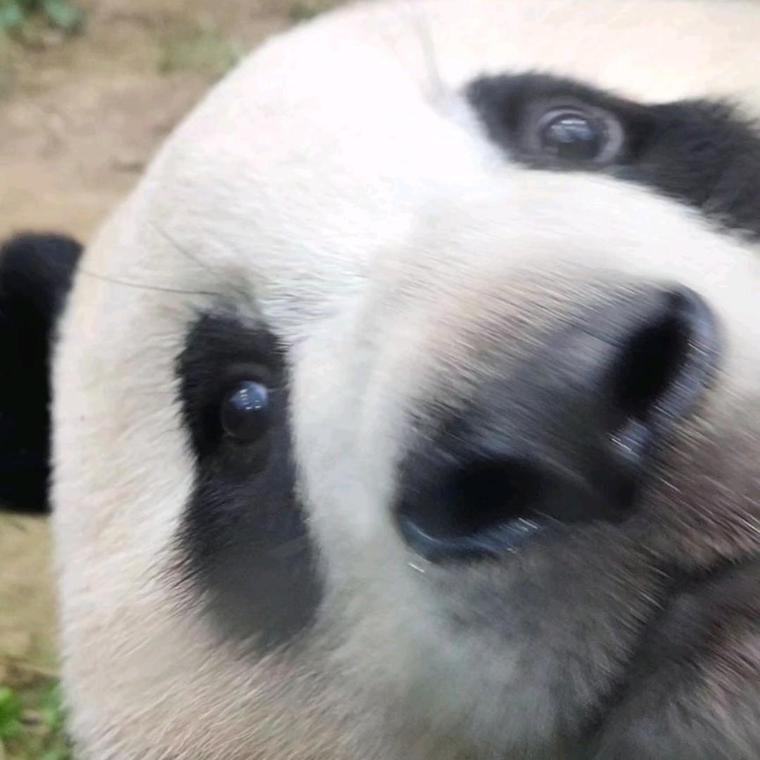 在逃熊宝🐼