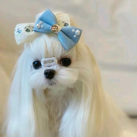 汪汪队@新疆买🐶私V