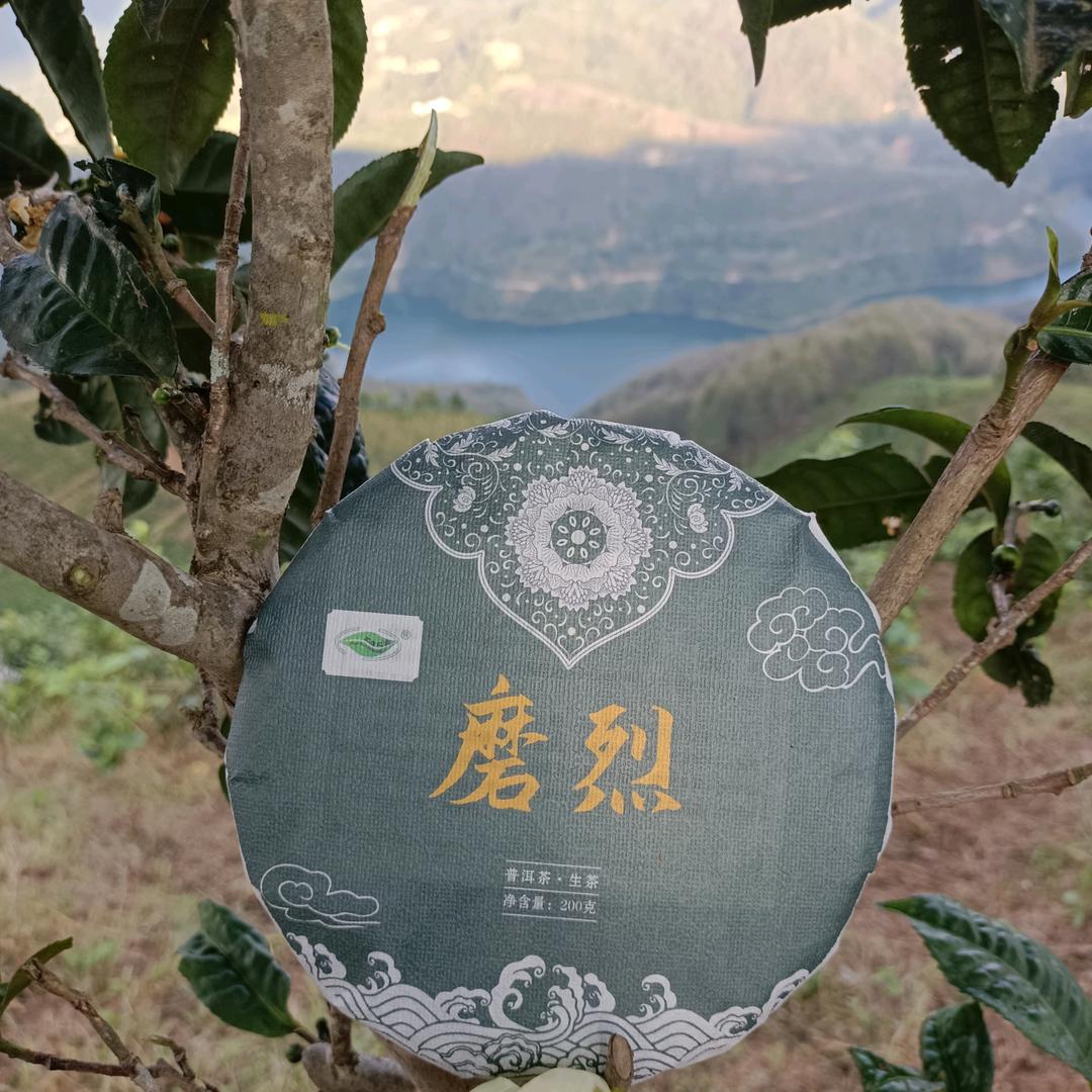 赵小姐的普洱茶