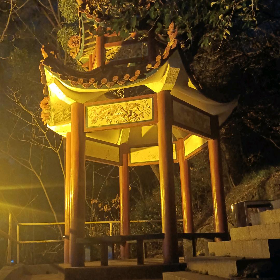 树先生