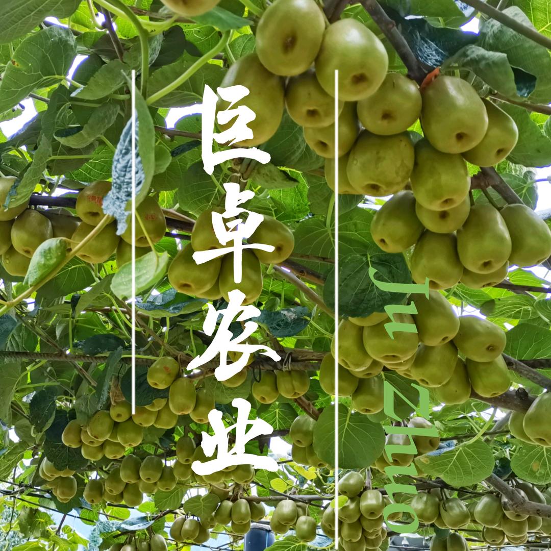 雷均说猕猴桃（技术团队）