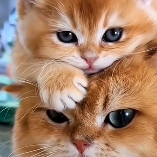 《悠米是只猫》🇨🇳