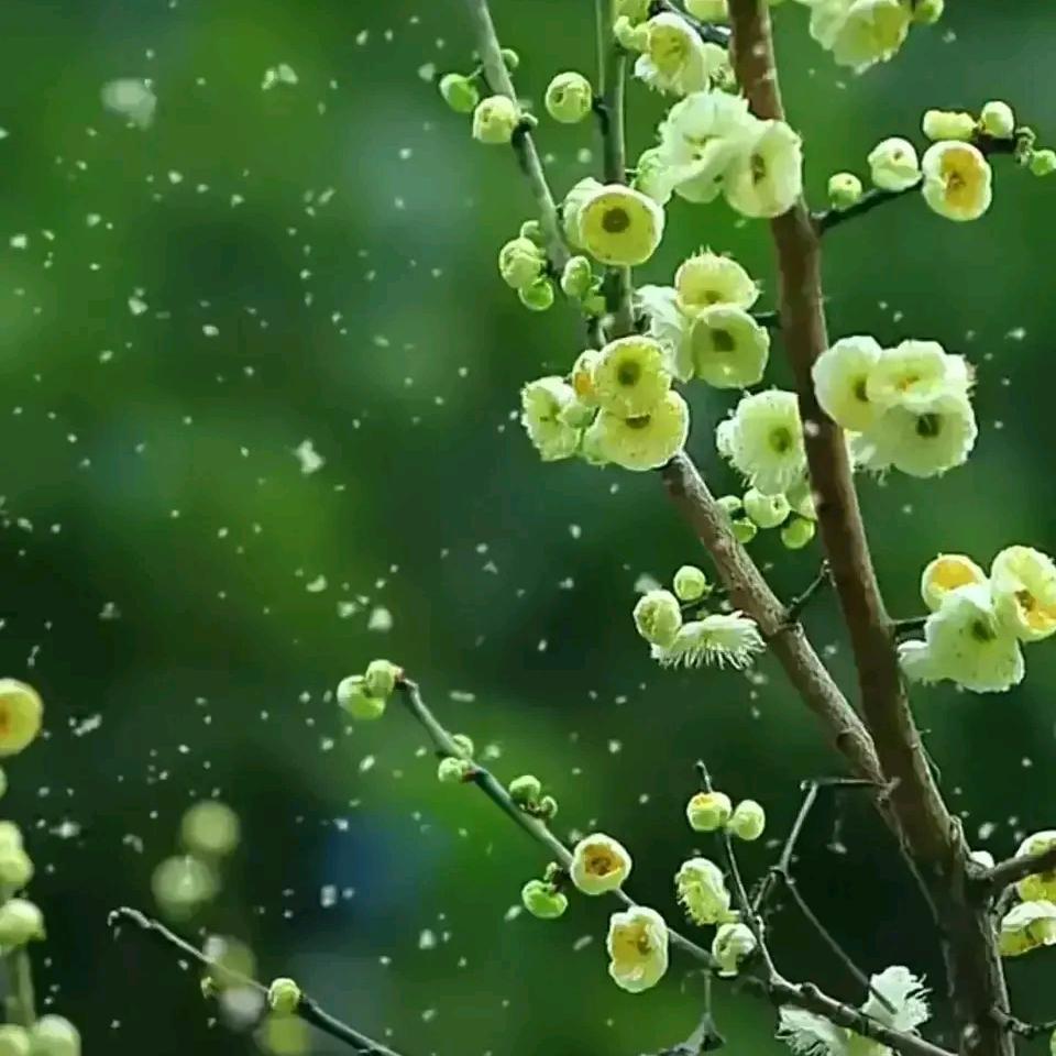 快乐甜森