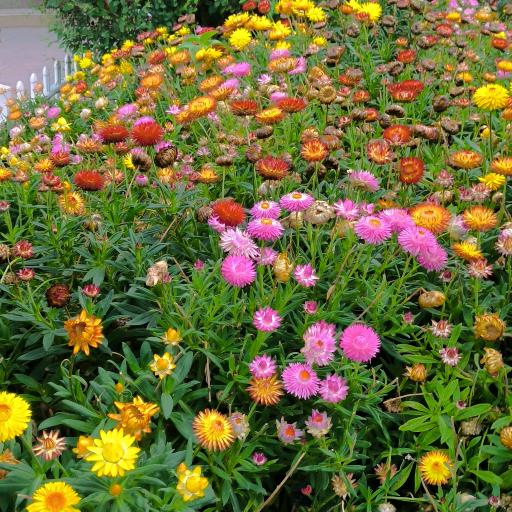 但行好事，莫问前程