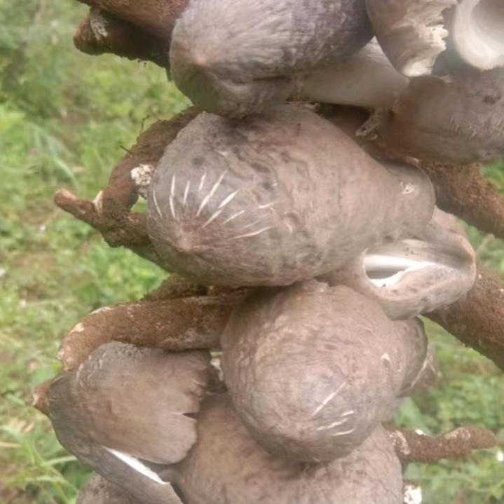 开开心心
