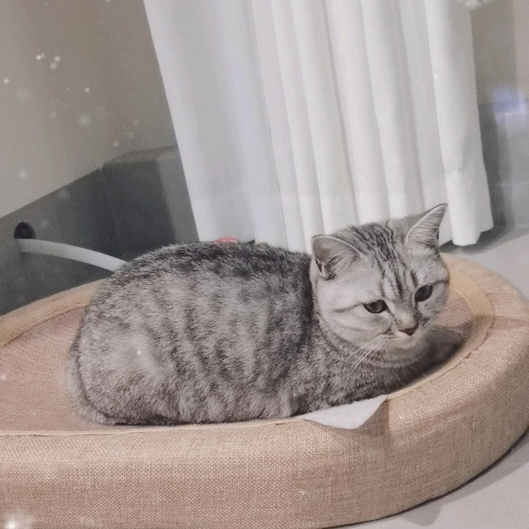 小小