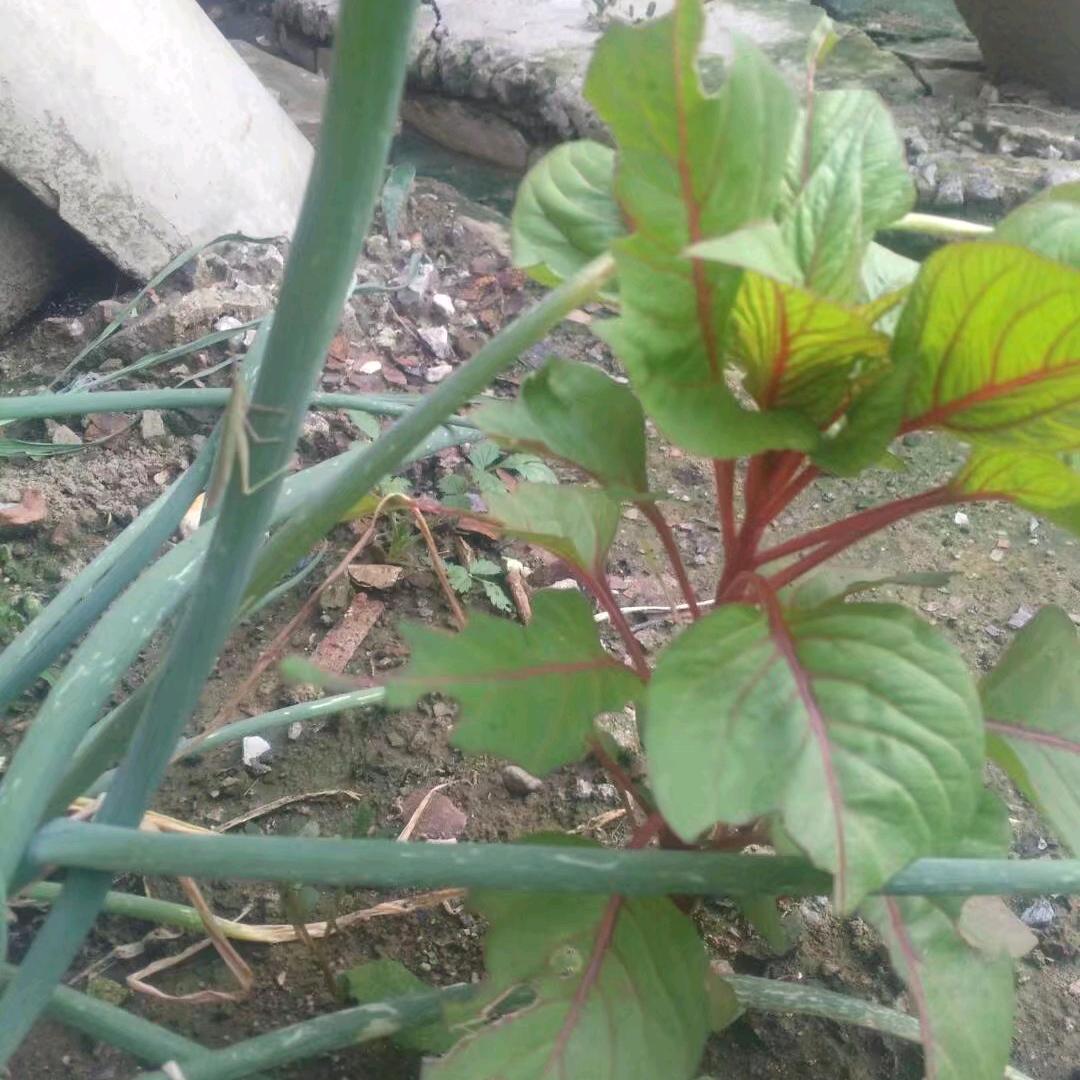 你可有悔  ❤TONG