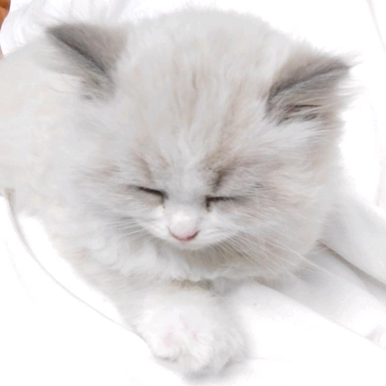 老喵养猫