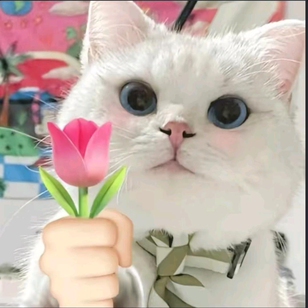 郁金香小猫🌷