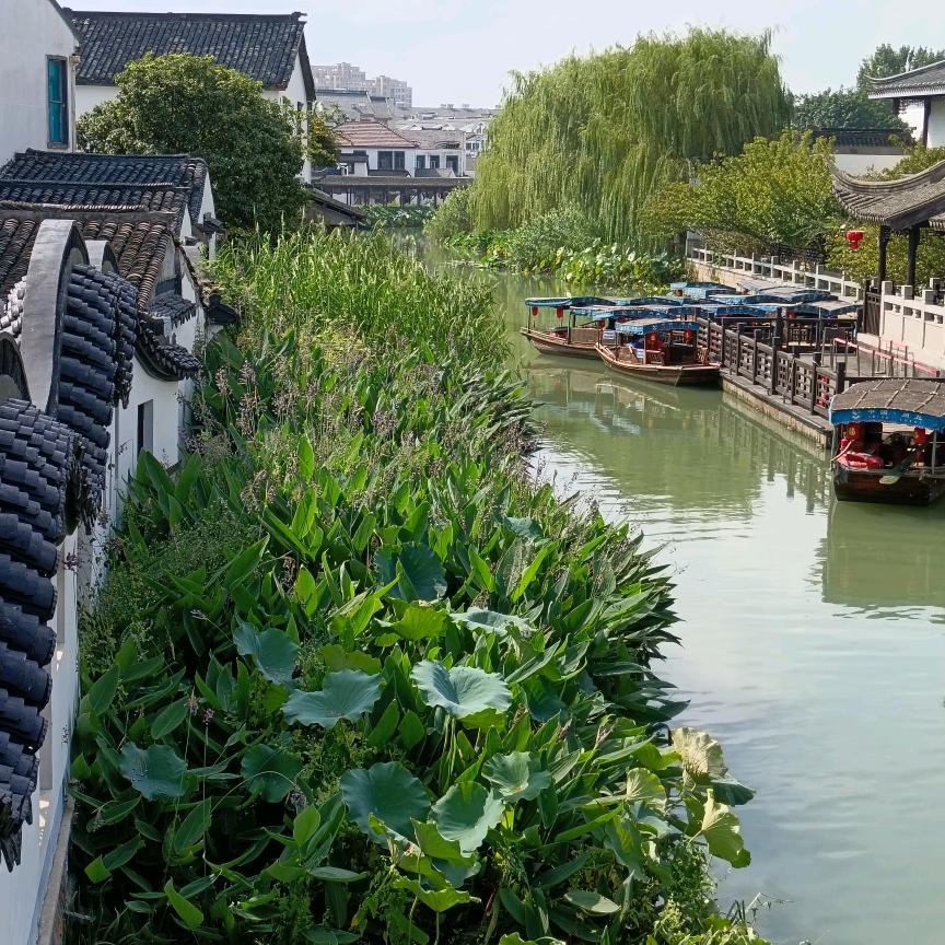 无忧花开🌸