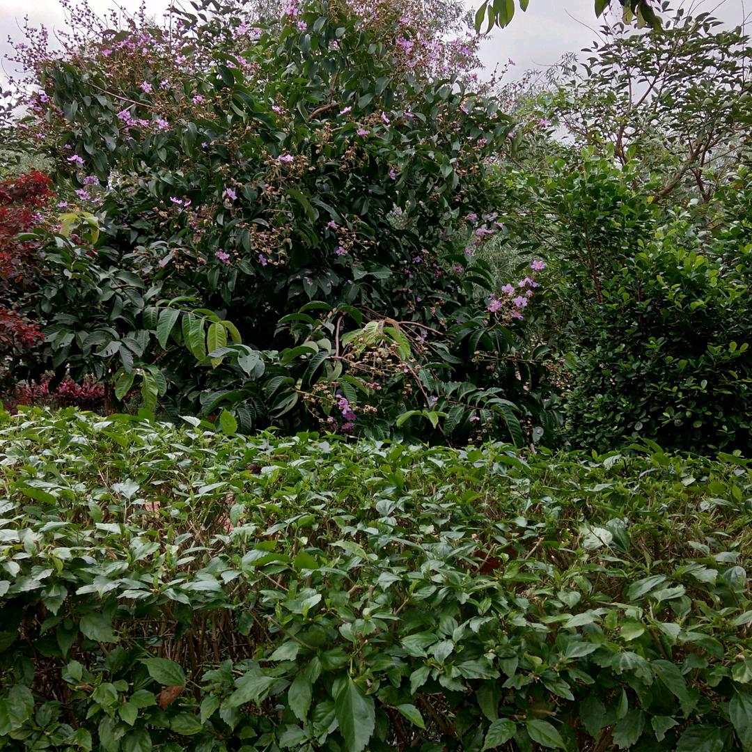 小草