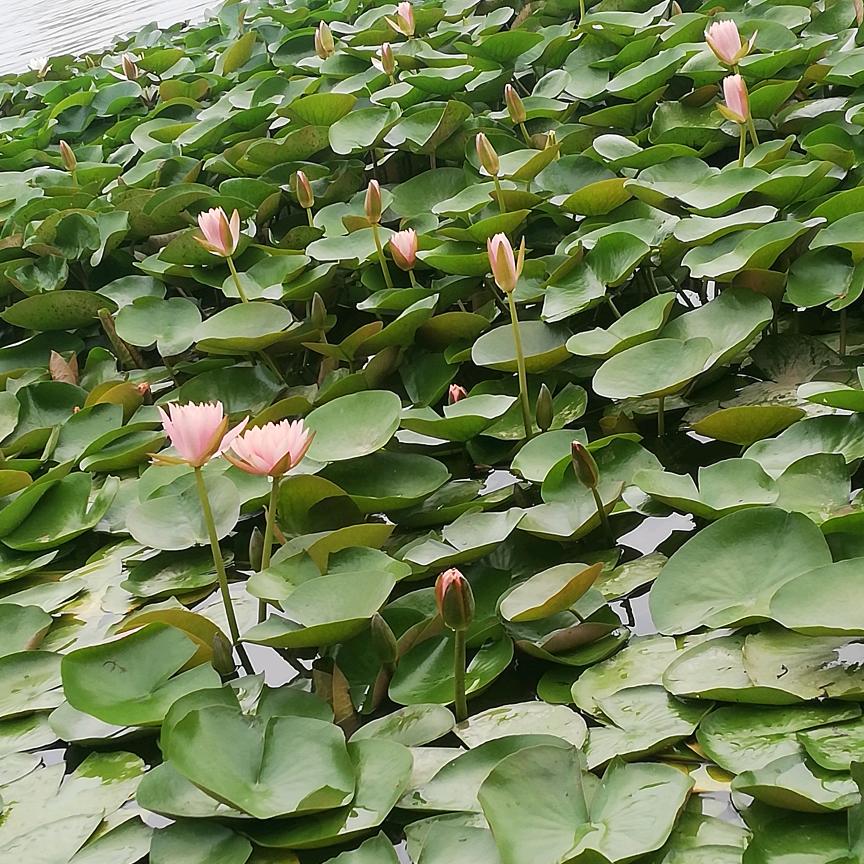 好运连连