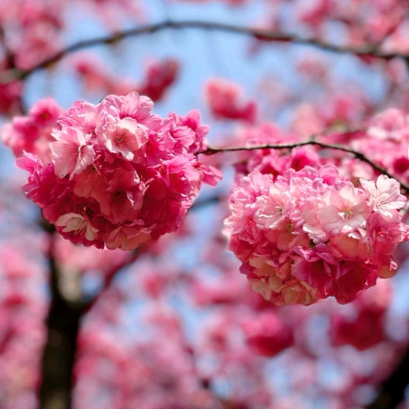 樱花树下的约定