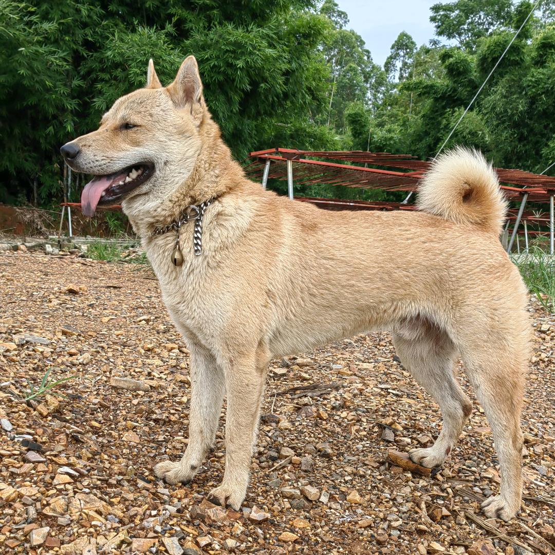 田园犬的守护者