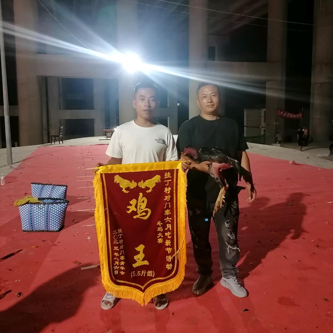 天哥斗鸡养殖