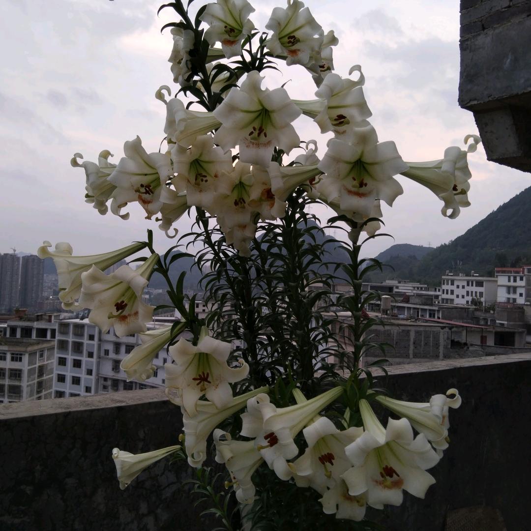 凯歌