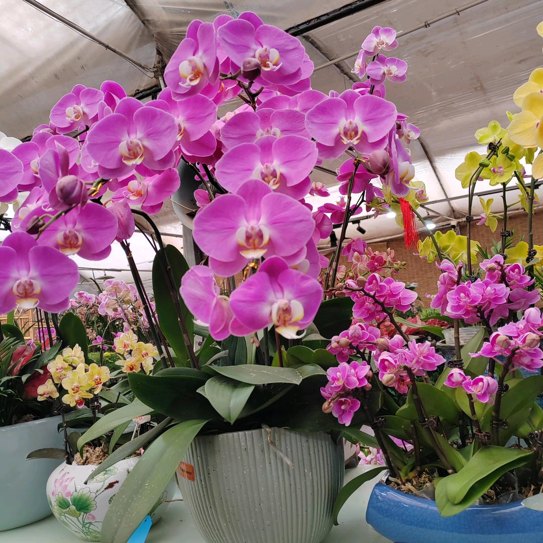 小苹果、1，。。，…