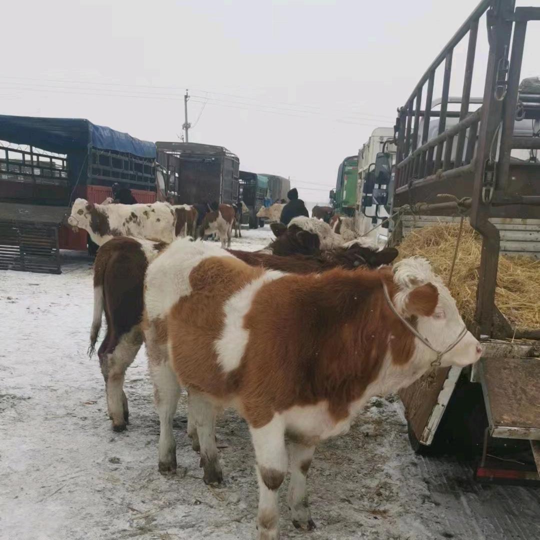 黄牛肉批发