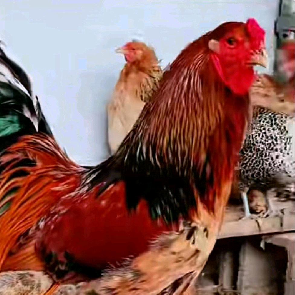 四…六的花公鸡