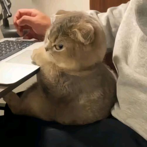 困猫.