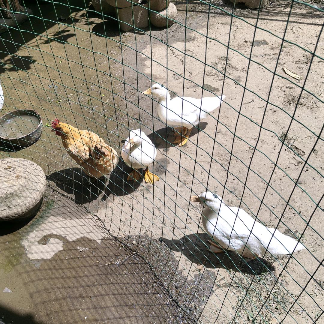 3只鸭1只鸡