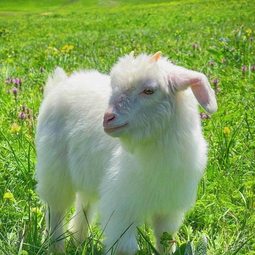 羊小串🐑