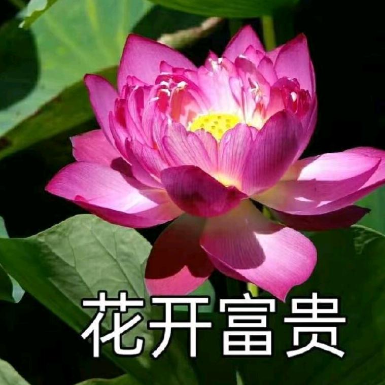 敬待花开