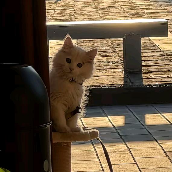 柠 檬 茶  爱  吃  麦 当 劳